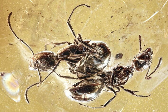 Two Detailed Fossil Ants (Dolichoderinae) In Baltic Amber #346393